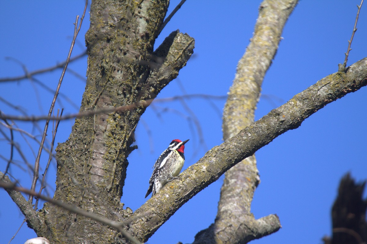 Yellow-bellied Sapsucker - ML617786718