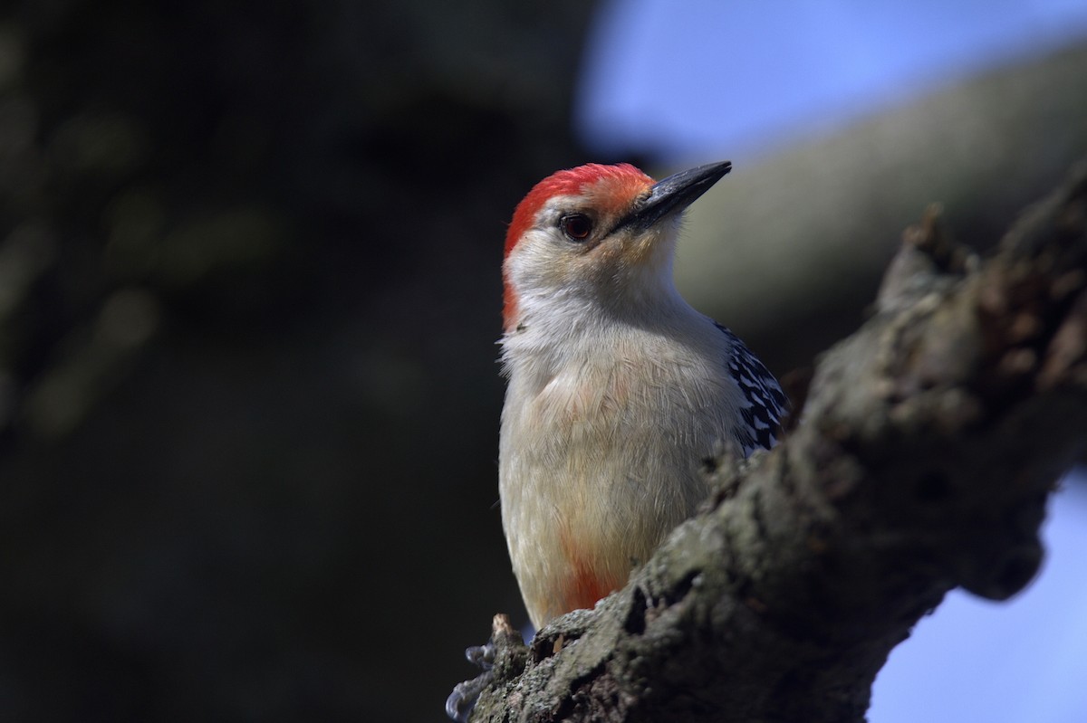 Red-bellied Woodpecker - ML617786727