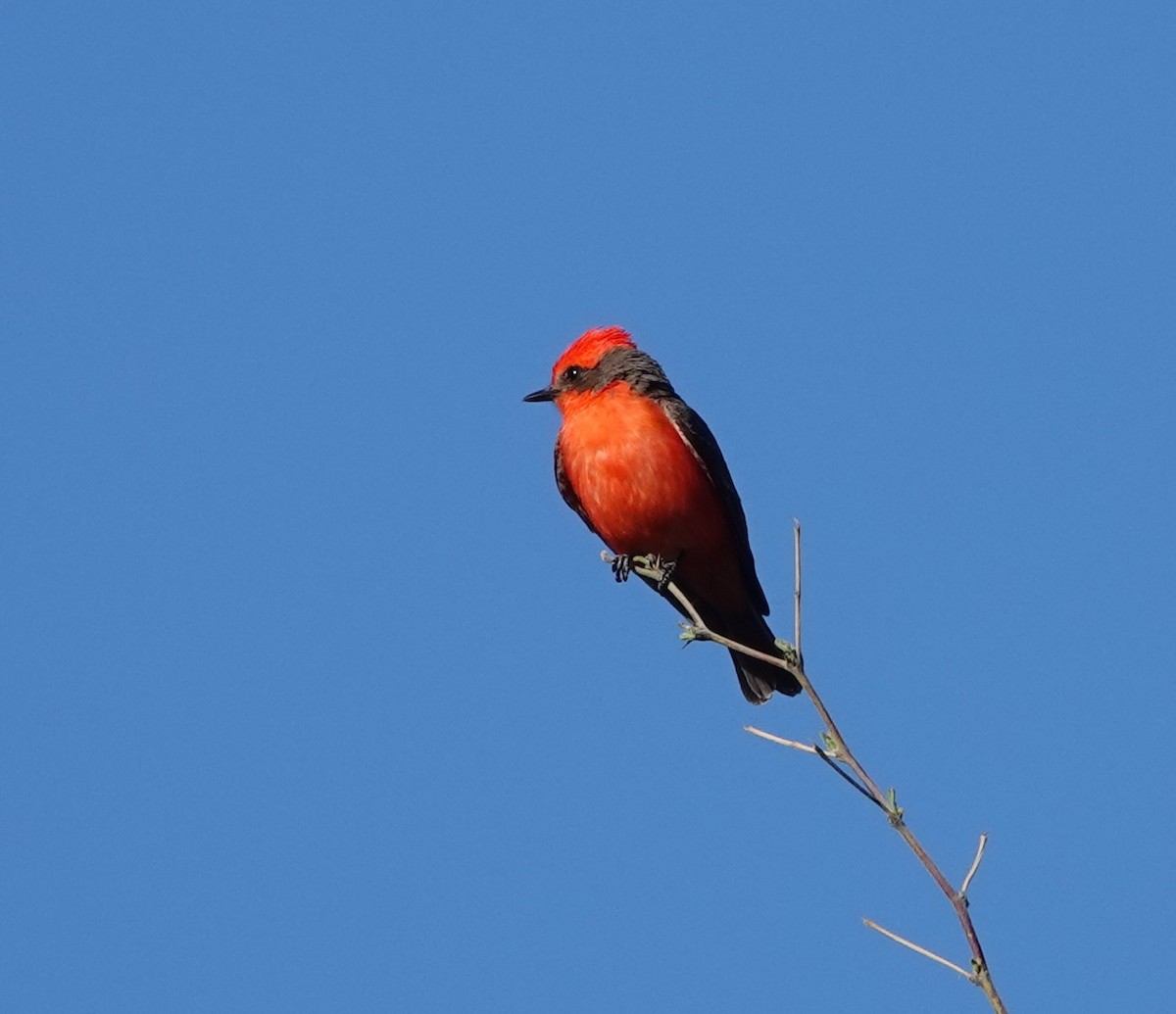 Vermilion Flycatcher - Rene Laubach