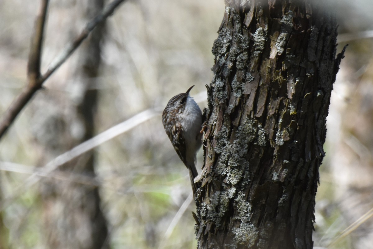 Brown Creeper - James Thompson