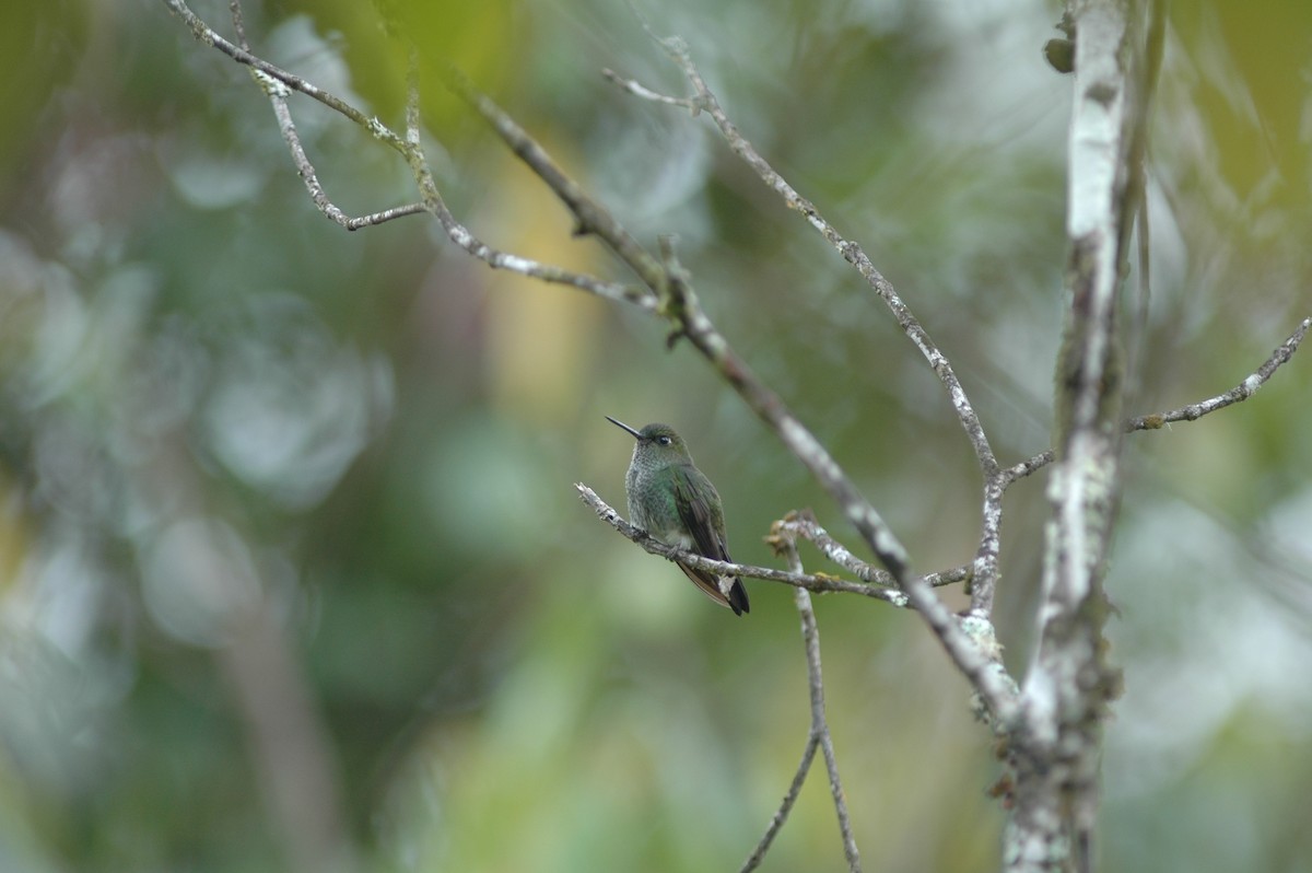 kolibřík zelenkavý - ML617786751