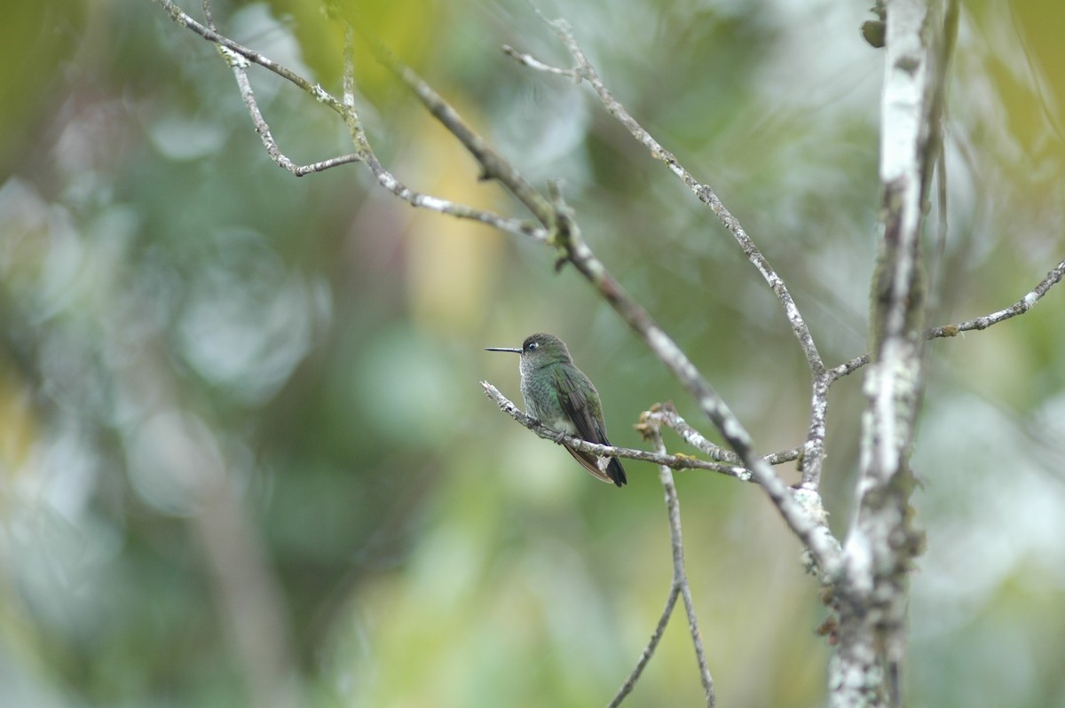 Greenish Puffleg - ML617786752