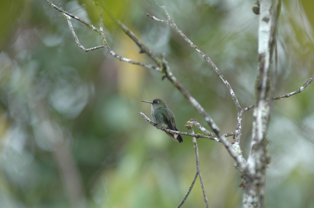 kolibřík zelenkavý - ML617786753
