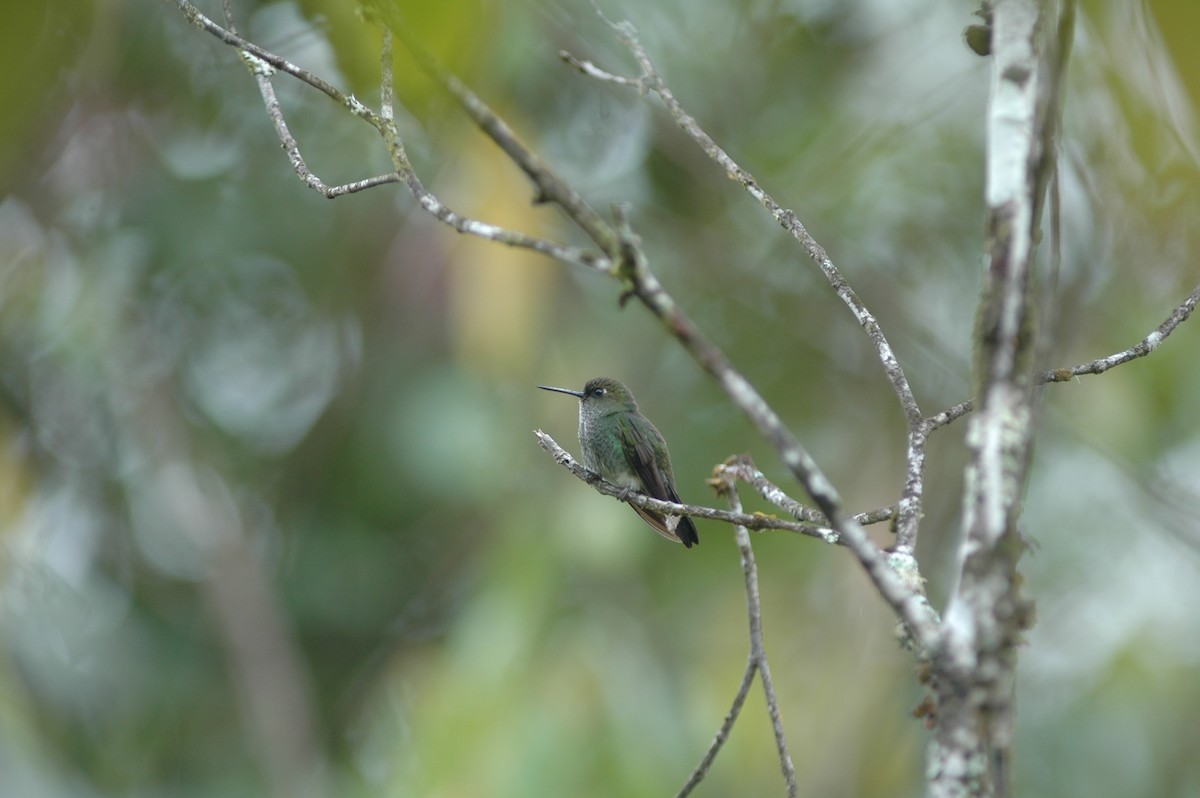 Greenish Puffleg - ML617786753