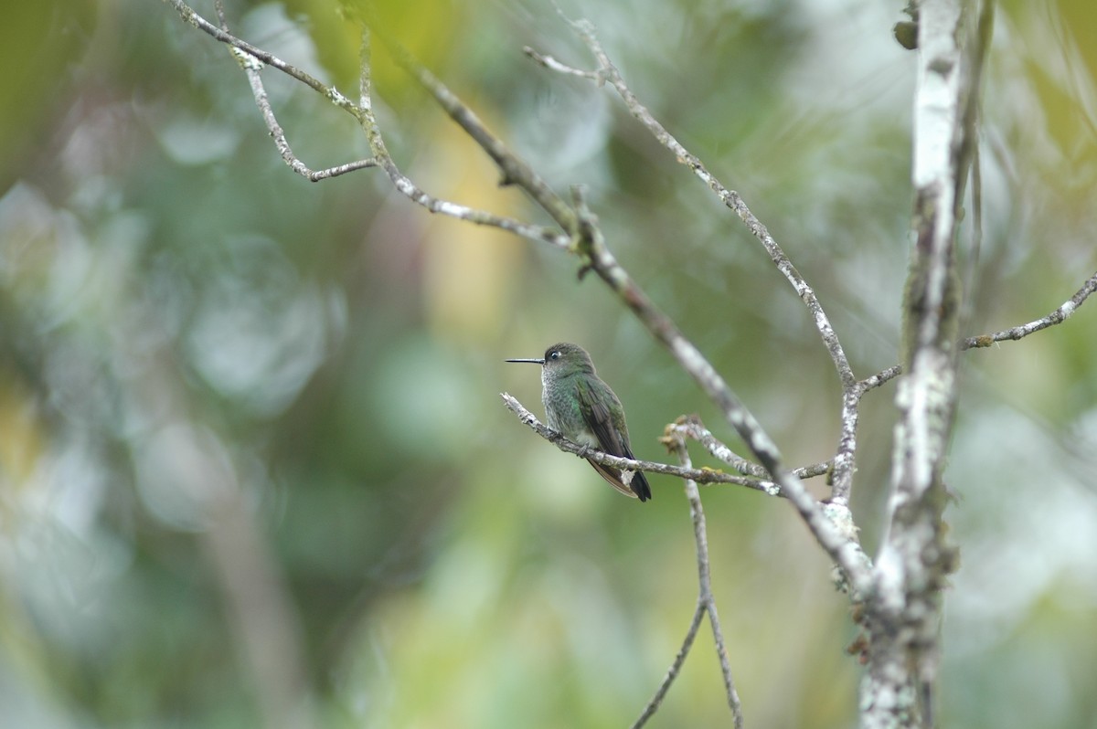 Greenish Puffleg - Francisco Sornoza