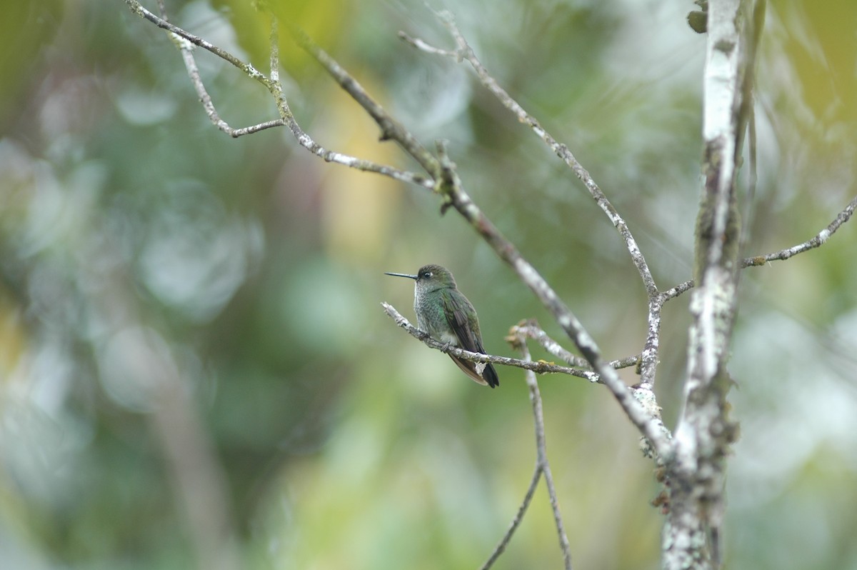 kolibřík zelenkavý - ML617786755