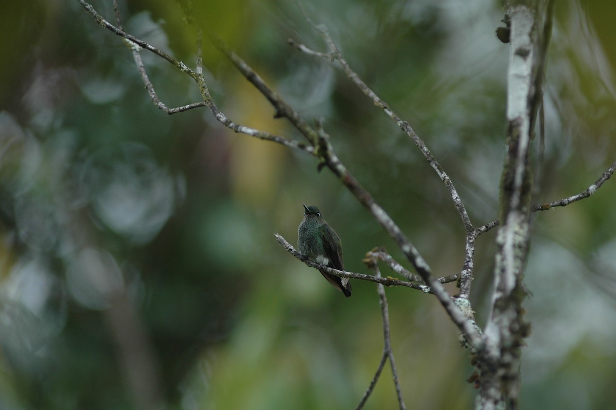 Greenish Puffleg - ML617786756