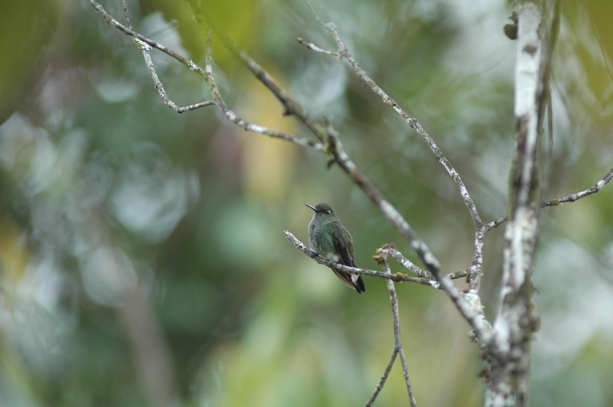 kolibřík zelenkavý - ML617786758