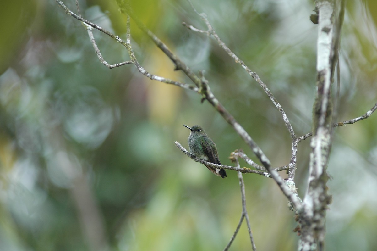 Greenish Puffleg - Francisco Sornoza