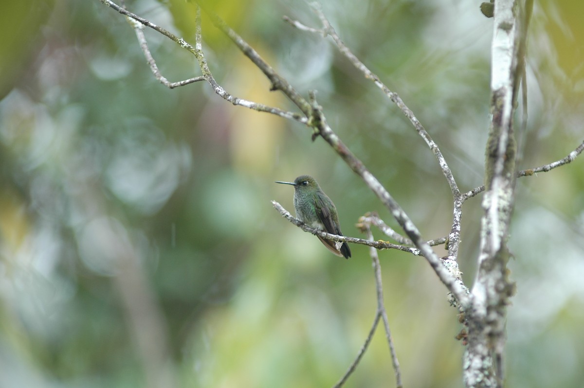 Greenish Puffleg - ML617786760