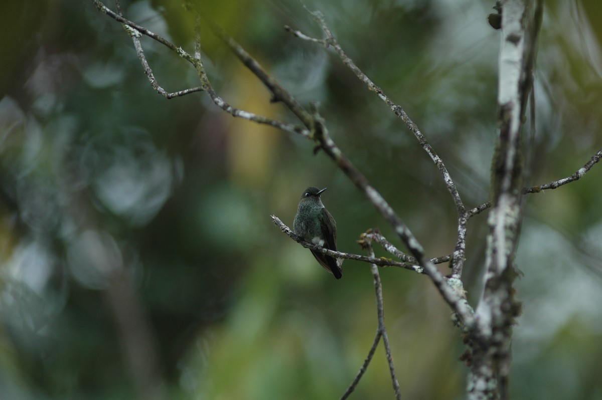 kolibřík zelenkavý - ML617786761