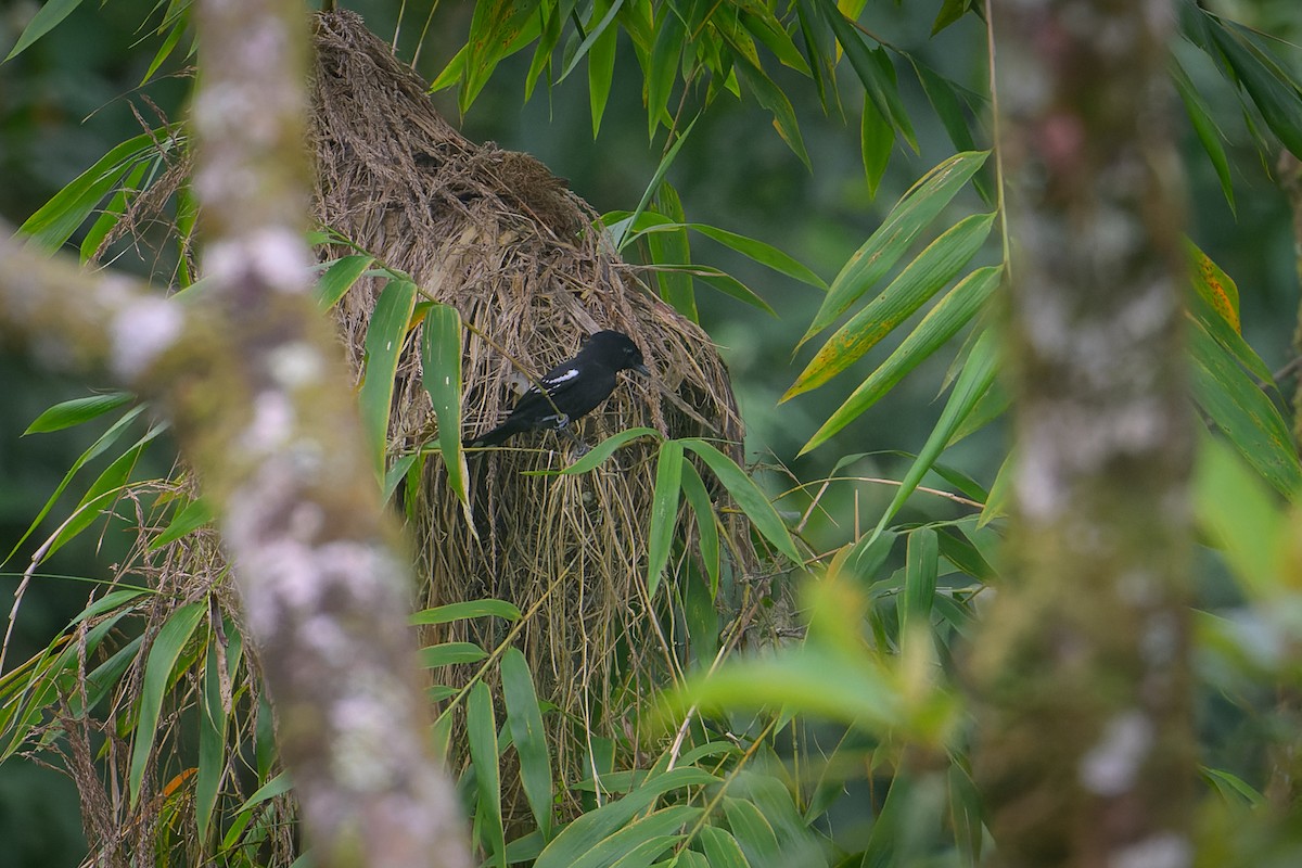 White-winged Becard - ML617786792