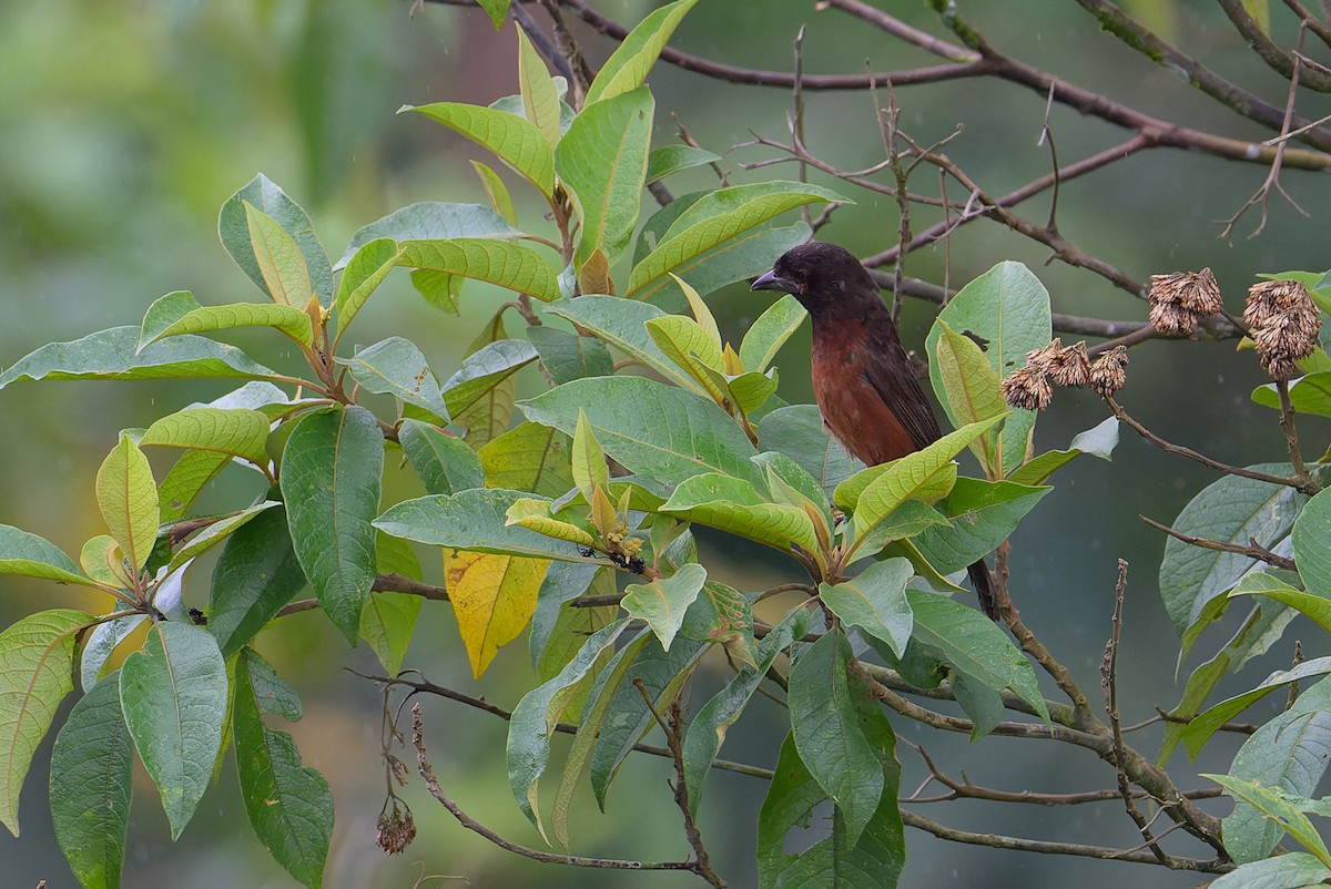 Silver-beaked Tanager - ML617786809