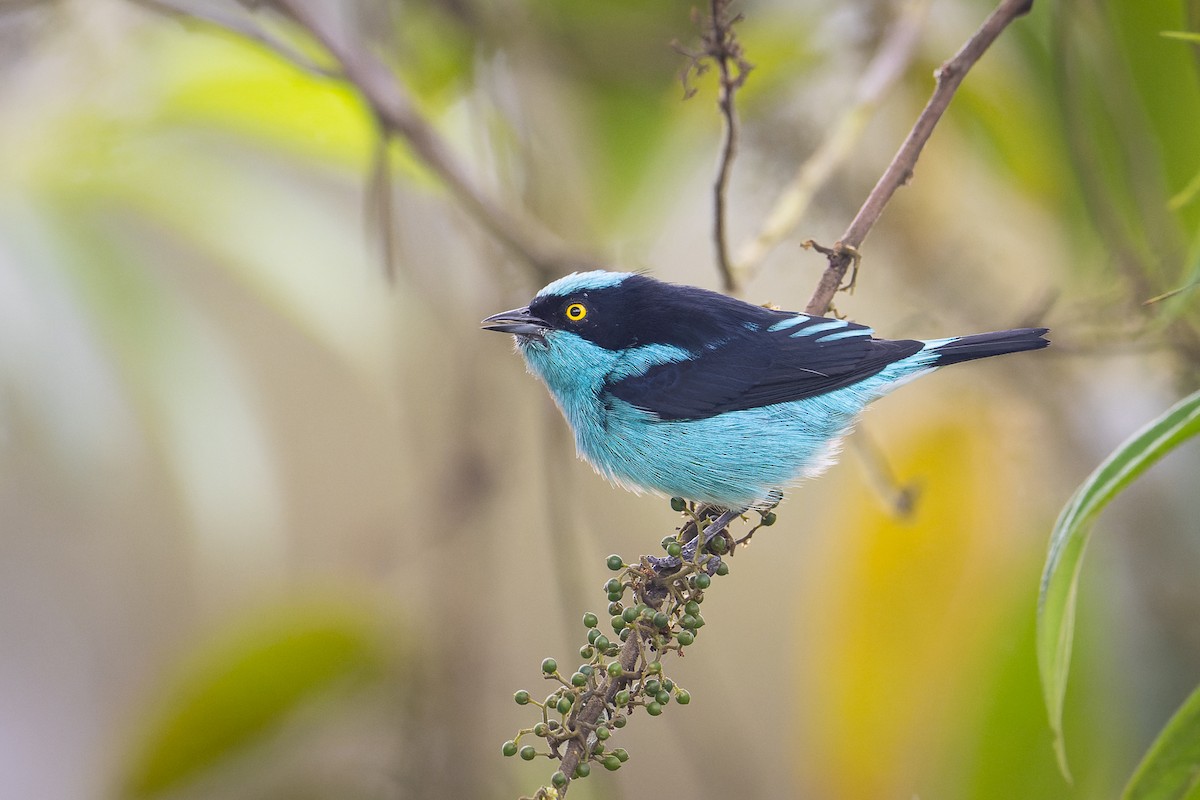 Black-faced Dacnis - Graham Gerdeman