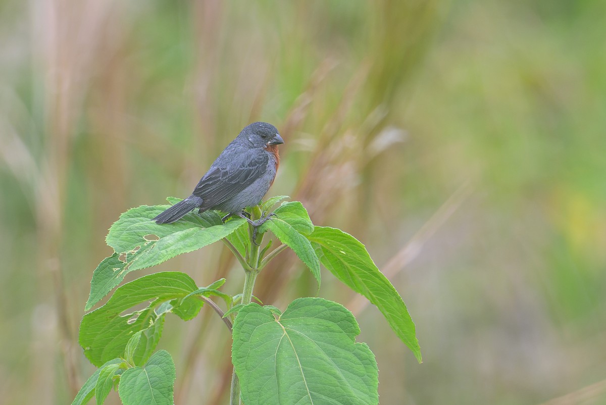 Chestnut-bellied Seedeater - ML617786844