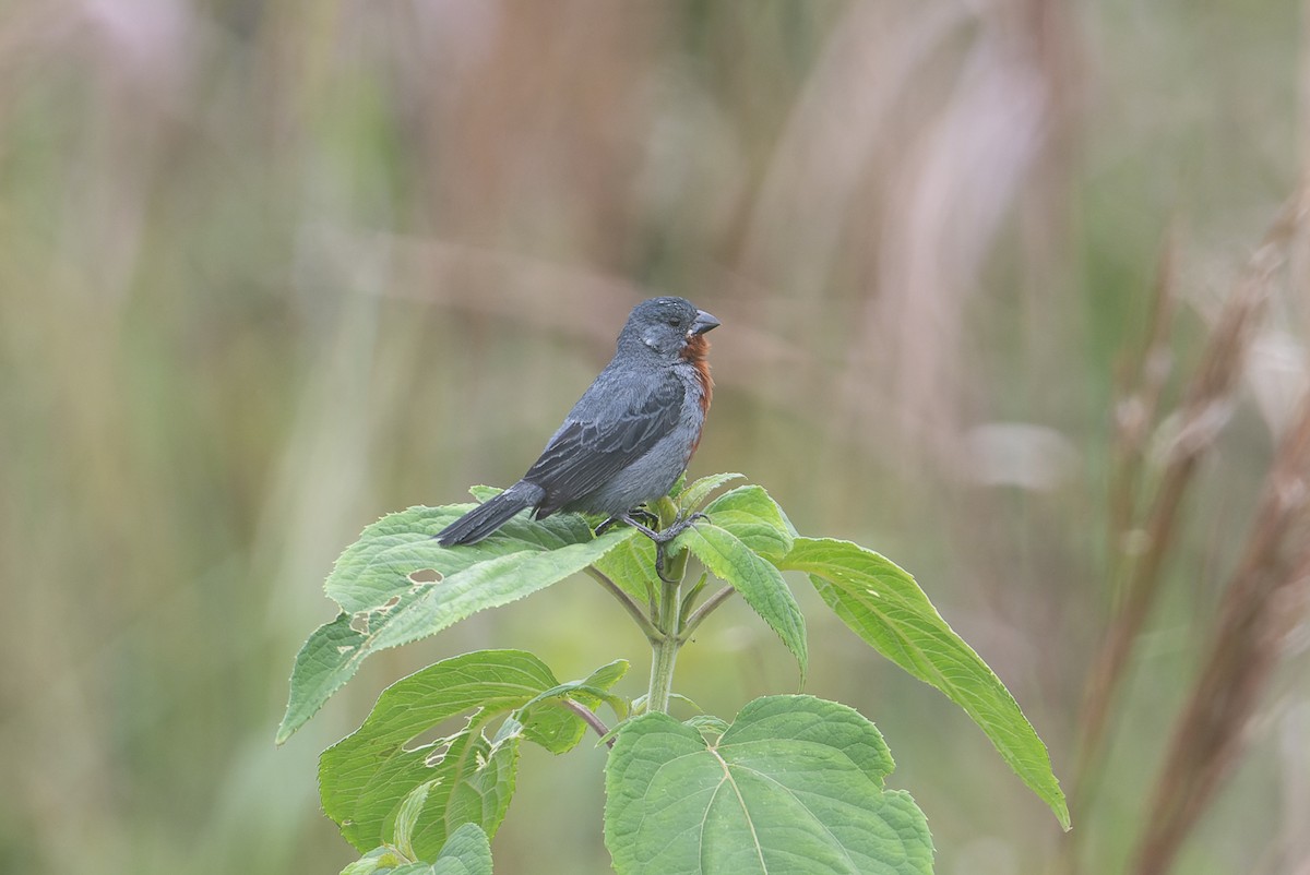 Chestnut-bellied Seedeater - Graham Gerdeman