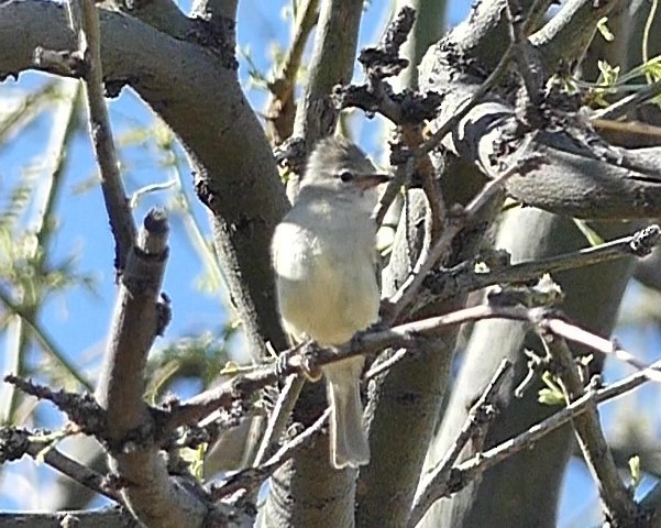 Western Flycatcher (Pacific-slope) - ML617786863