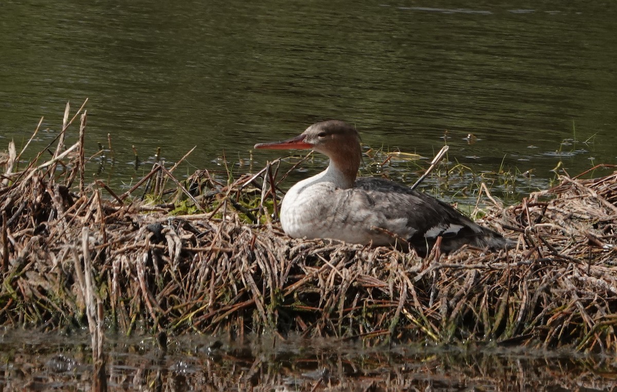 Red-breasted Merganser - ML617786865