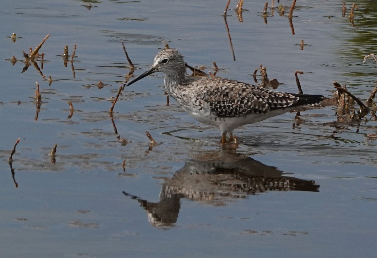 Lesser Yellowlegs - ML617786889