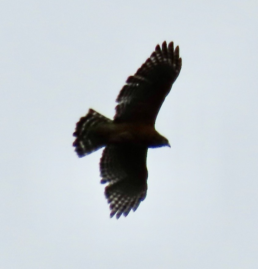 Red-shouldered Hawk - ML617786900