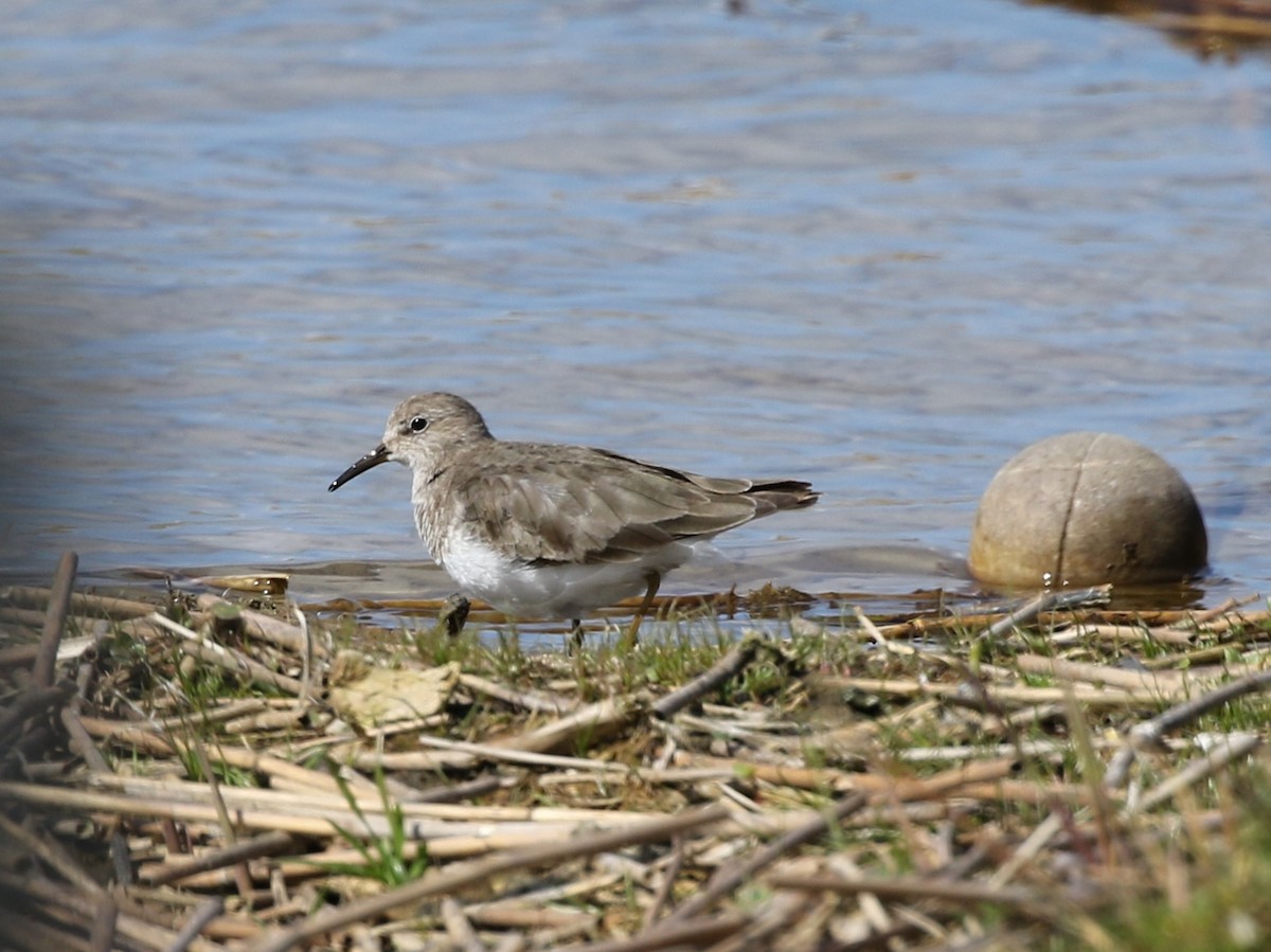 Temminck's Stint - ML617786908