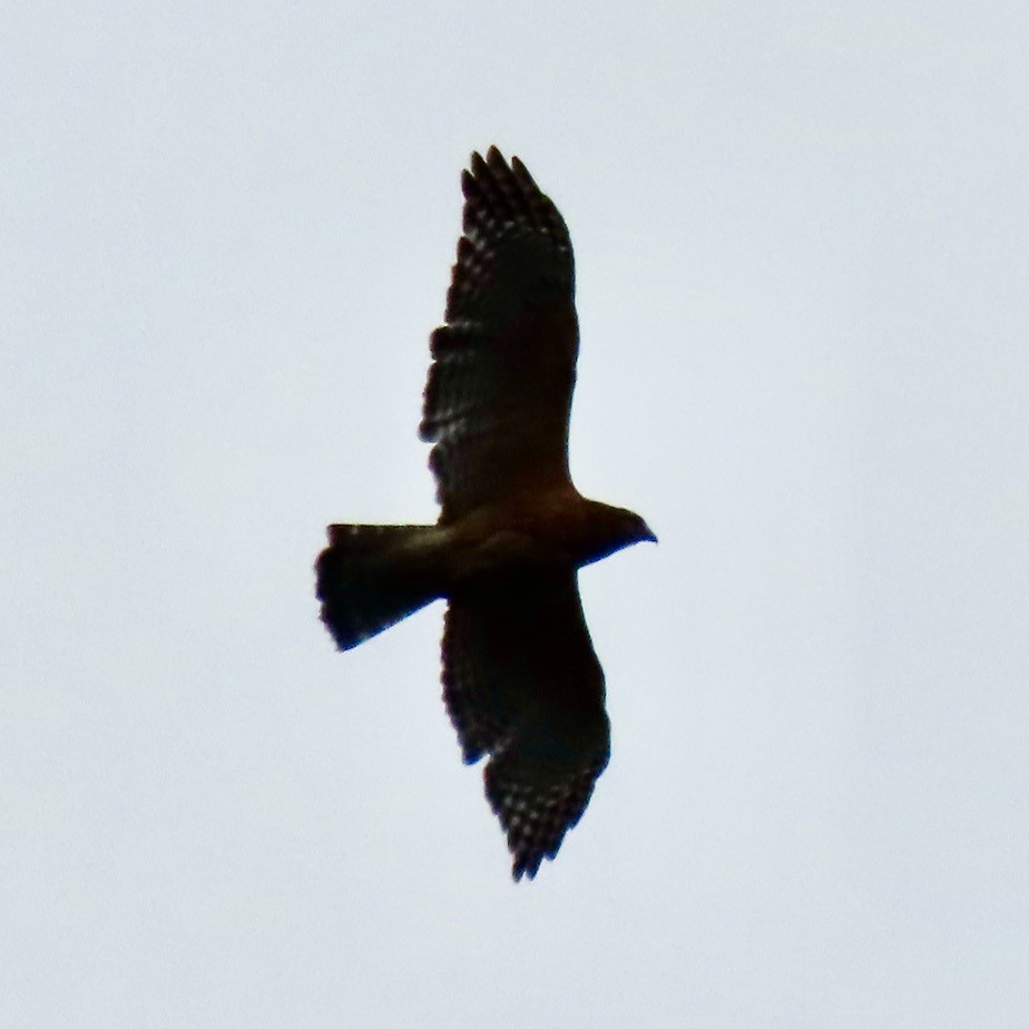 Red-shouldered Hawk - ML617786939