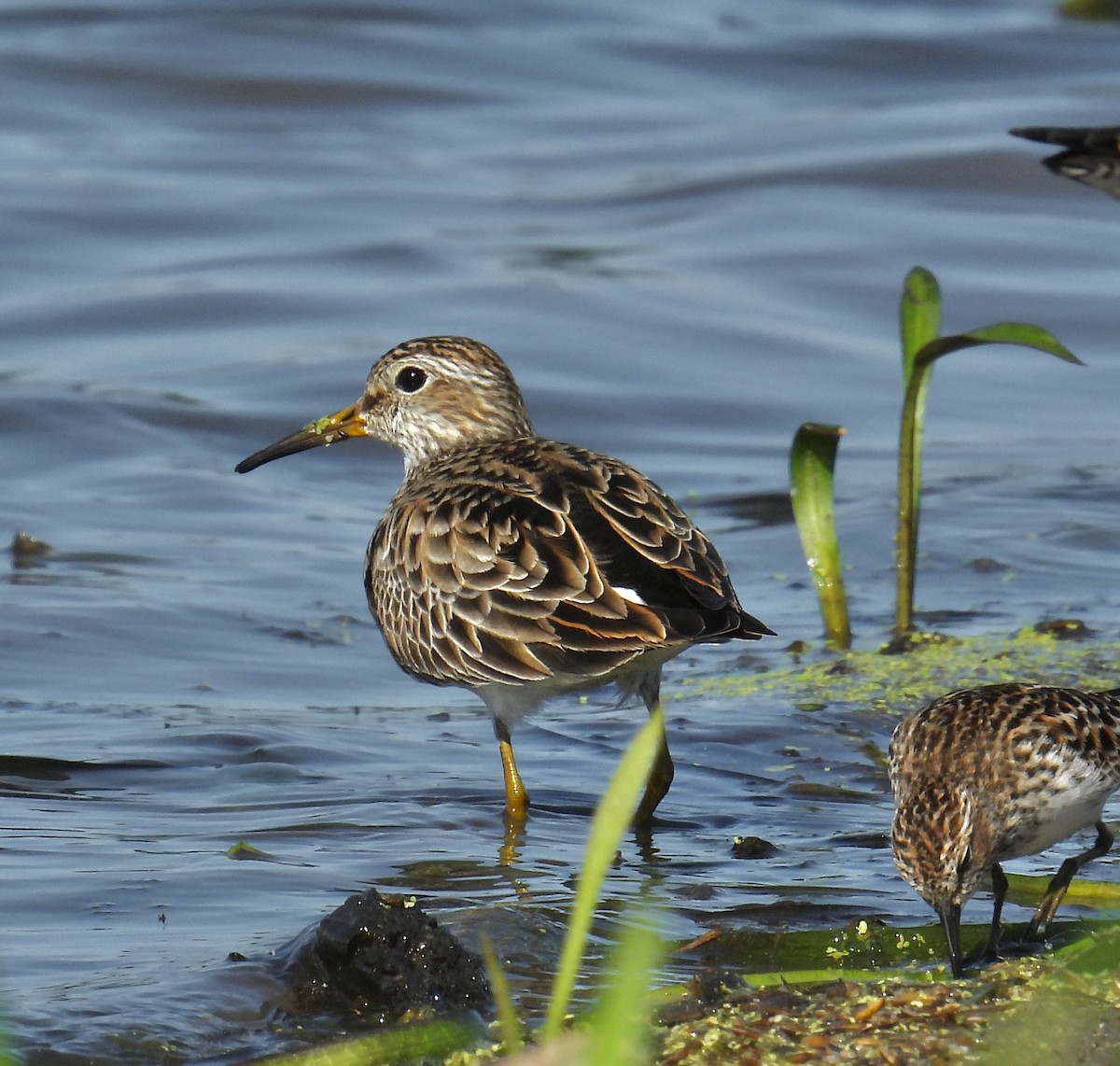 Pectoral Sandpiper - ML617786957