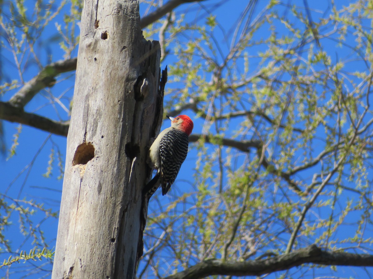 Red-bellied Woodpecker - ML617786963