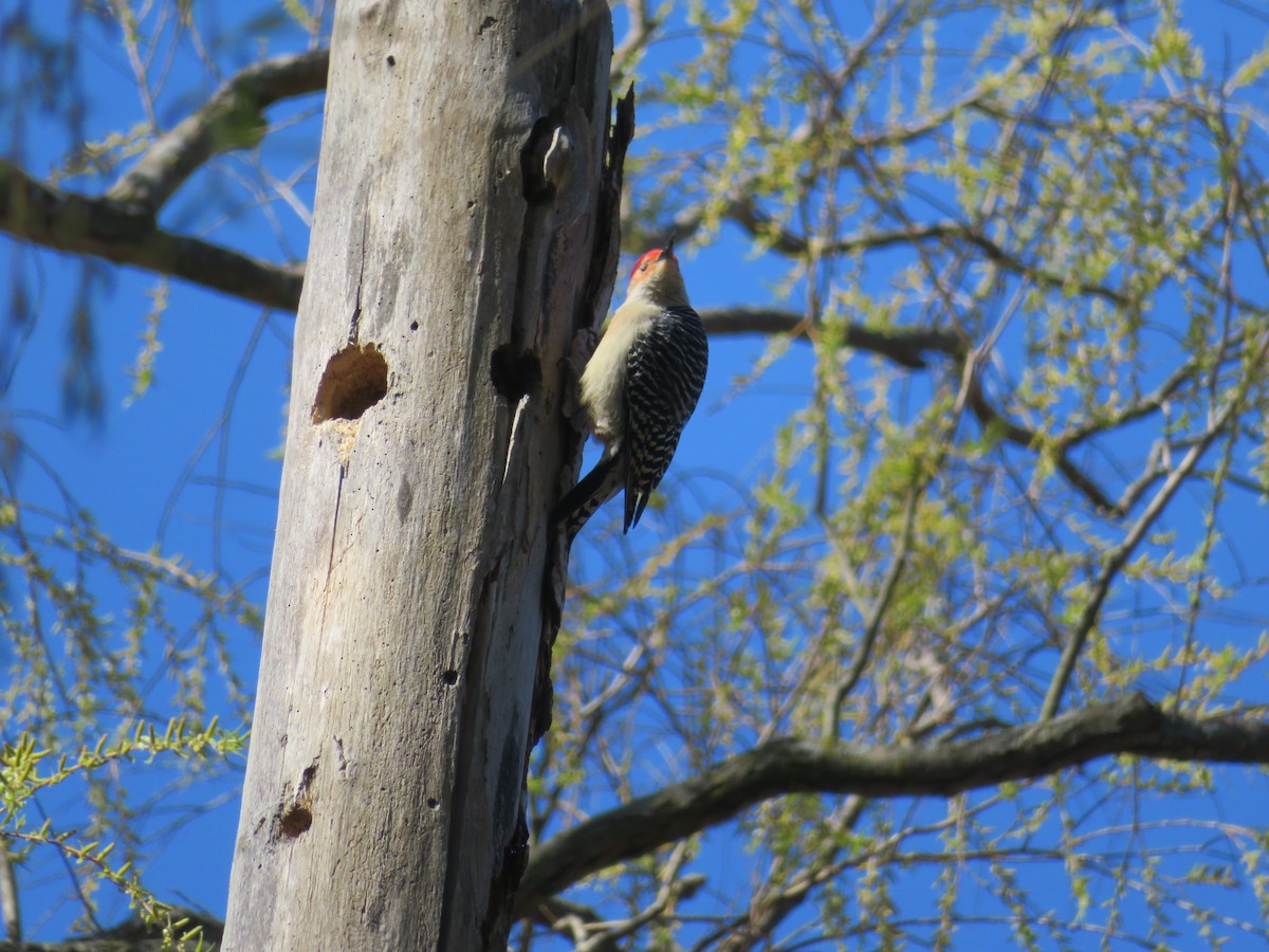 Red-bellied Woodpecker - ML617786964