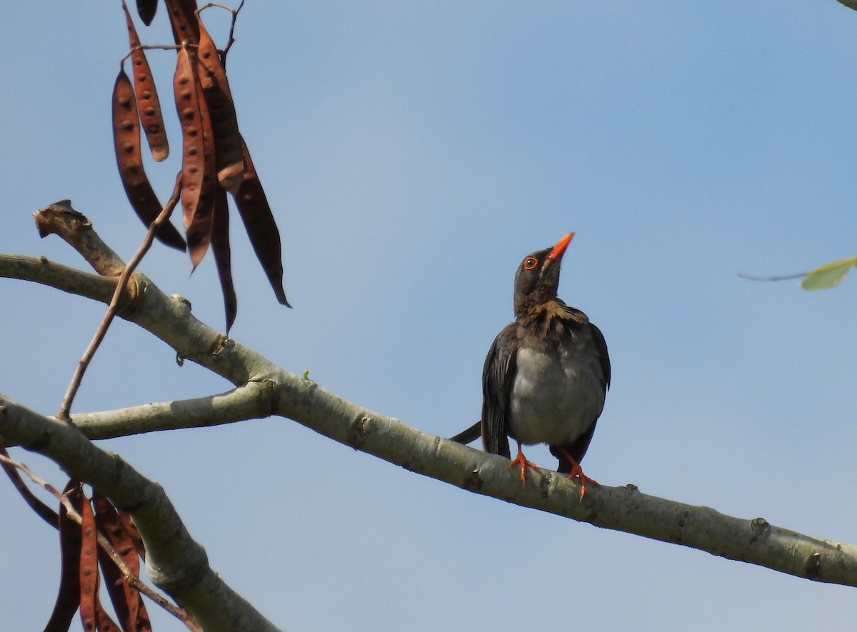 Red-legged Thrush - ML617786974