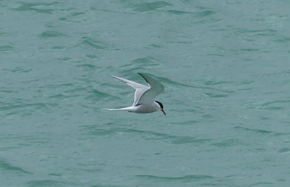 Common Tern - ML617786980