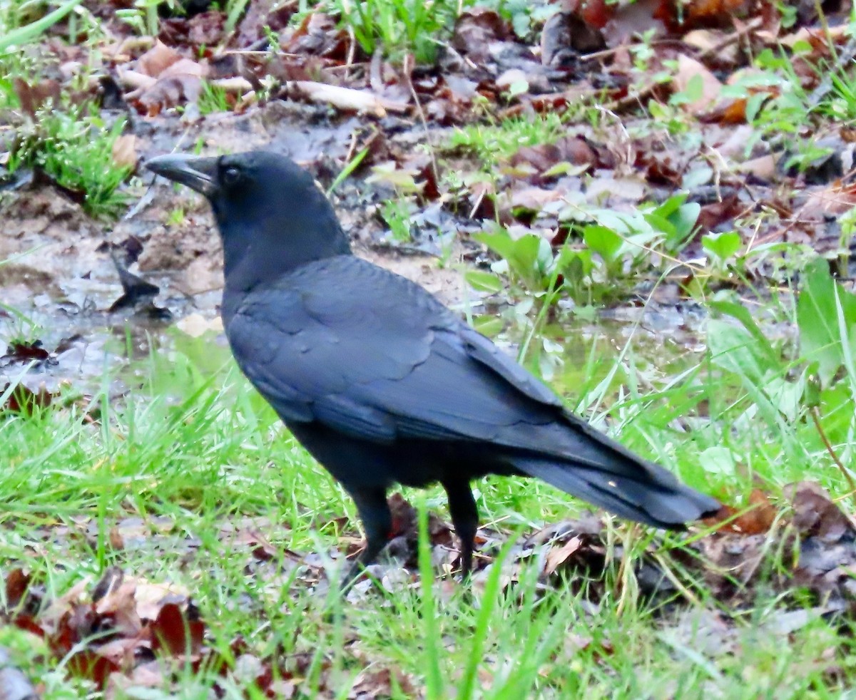 American Crow - ML617787000