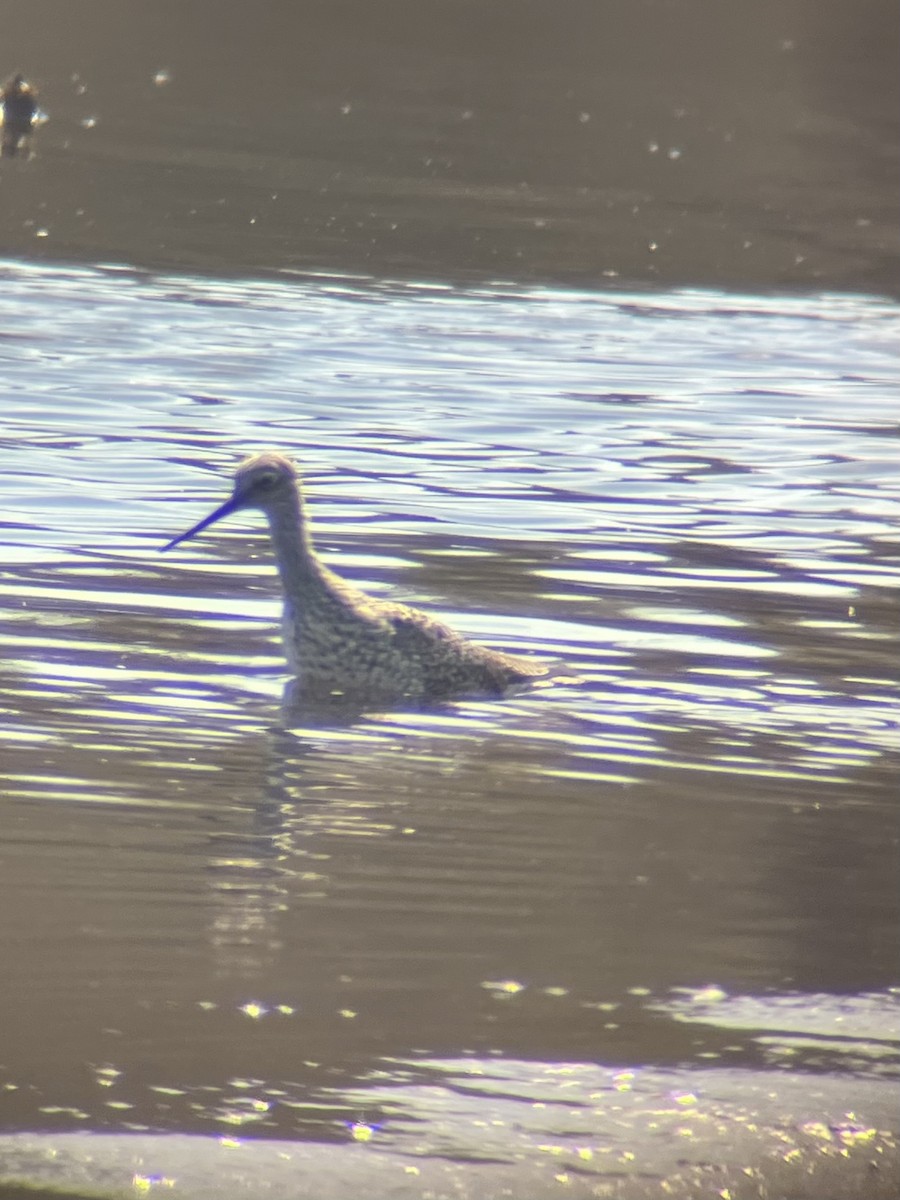 Greater Yellowlegs - ML617787003