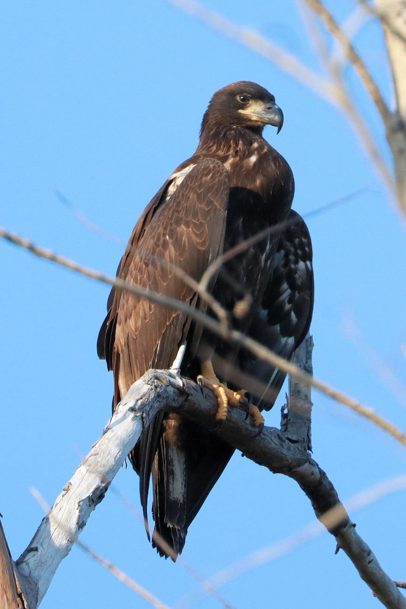 Ak Başlı Kartal - ML617787015