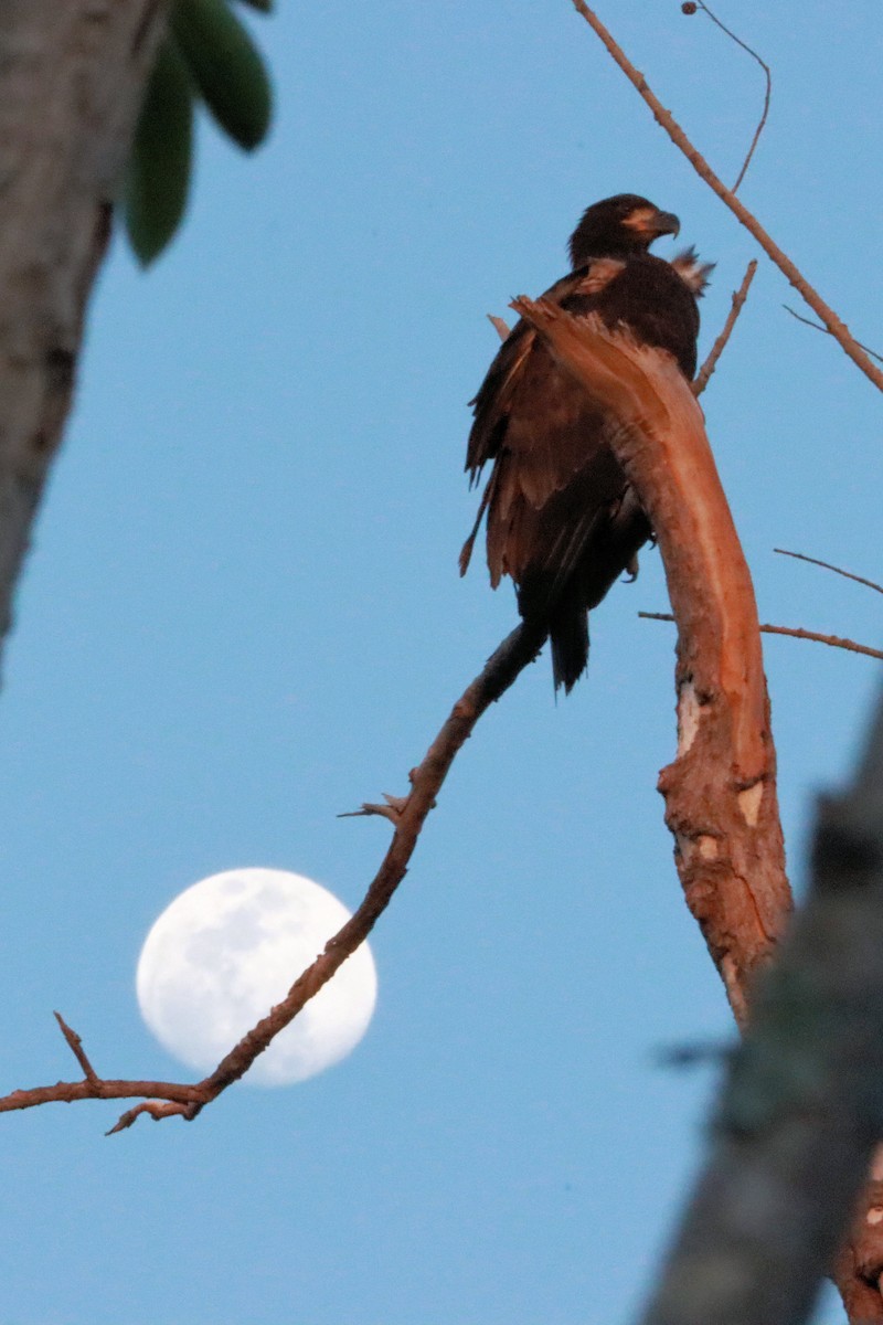 Bald Eagle - ML617787017