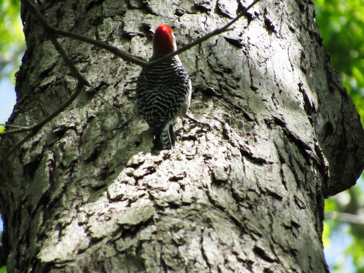 Red-bellied Woodpecker - Vonte Lee