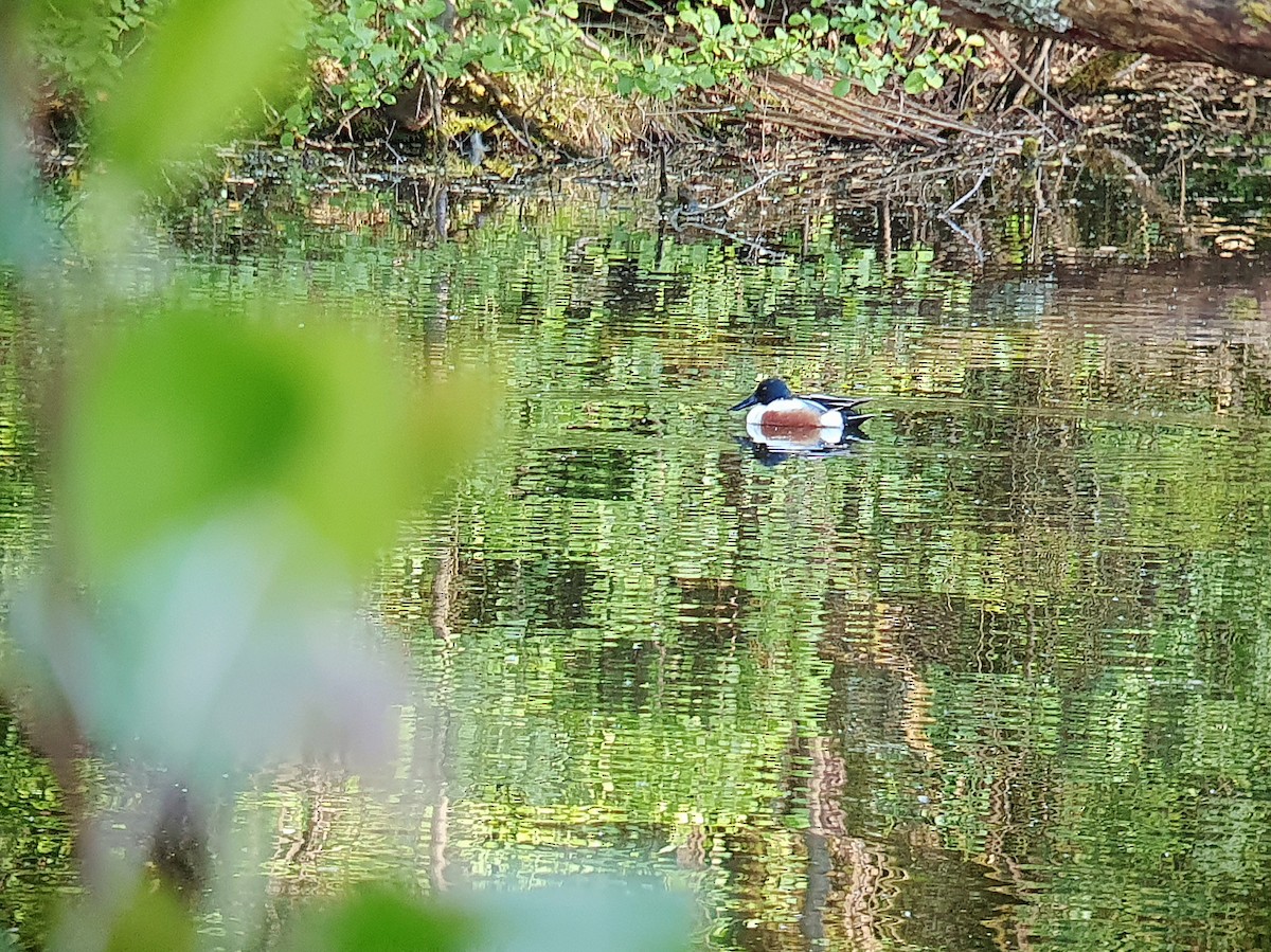 Canard souchet - ML617787056