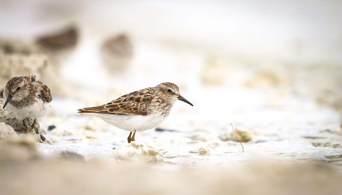 Least Sandpiper - Andrew Thomas 🦅🪶