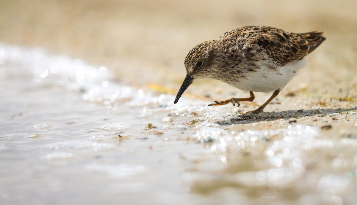 Least Sandpiper - ML617787081