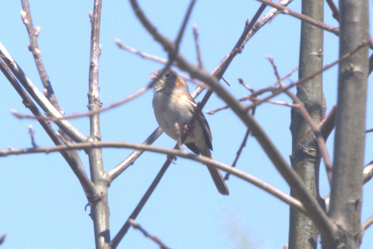 Field Sparrow - David Bennett