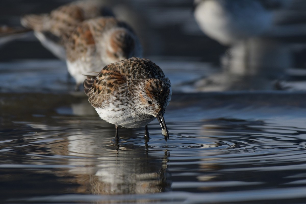 Western Sandpiper - ML617787118