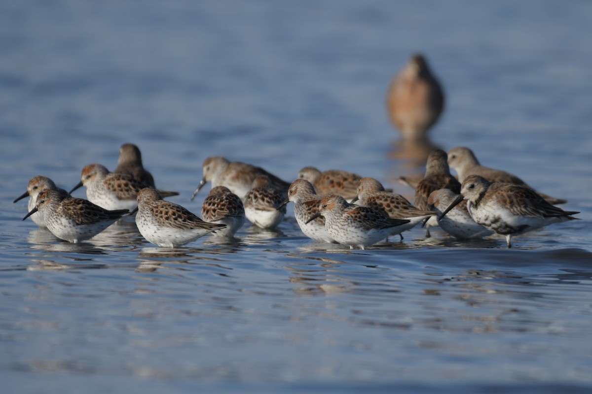 Western Sandpiper - ML617787120