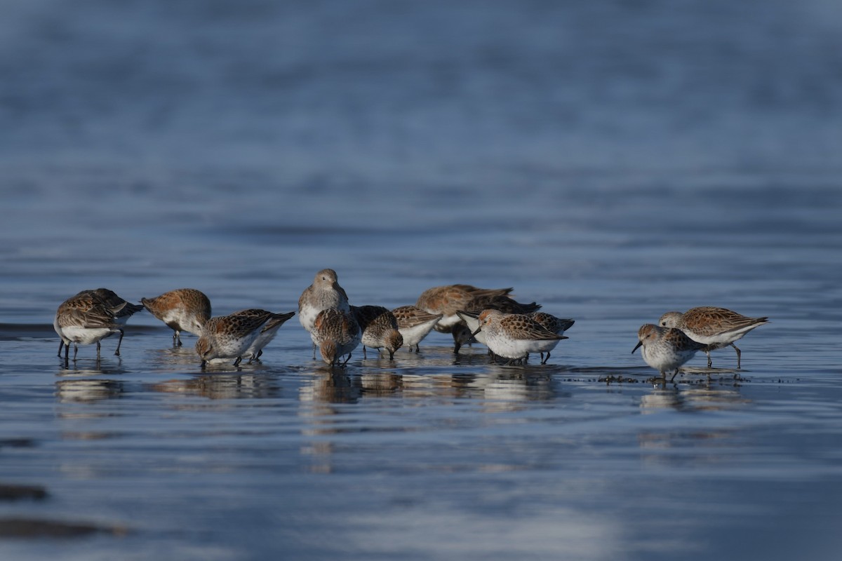 Western Sandpiper - ML617787121