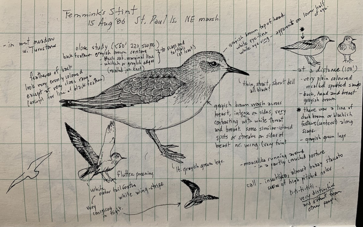 Temminck's Stint - ML617787133