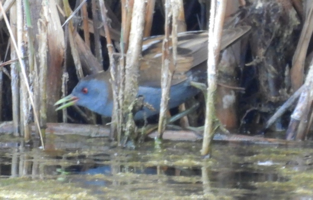 Little Crake - Salva Conesa