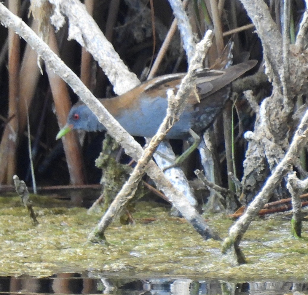 Little Crake - Salva Conesa