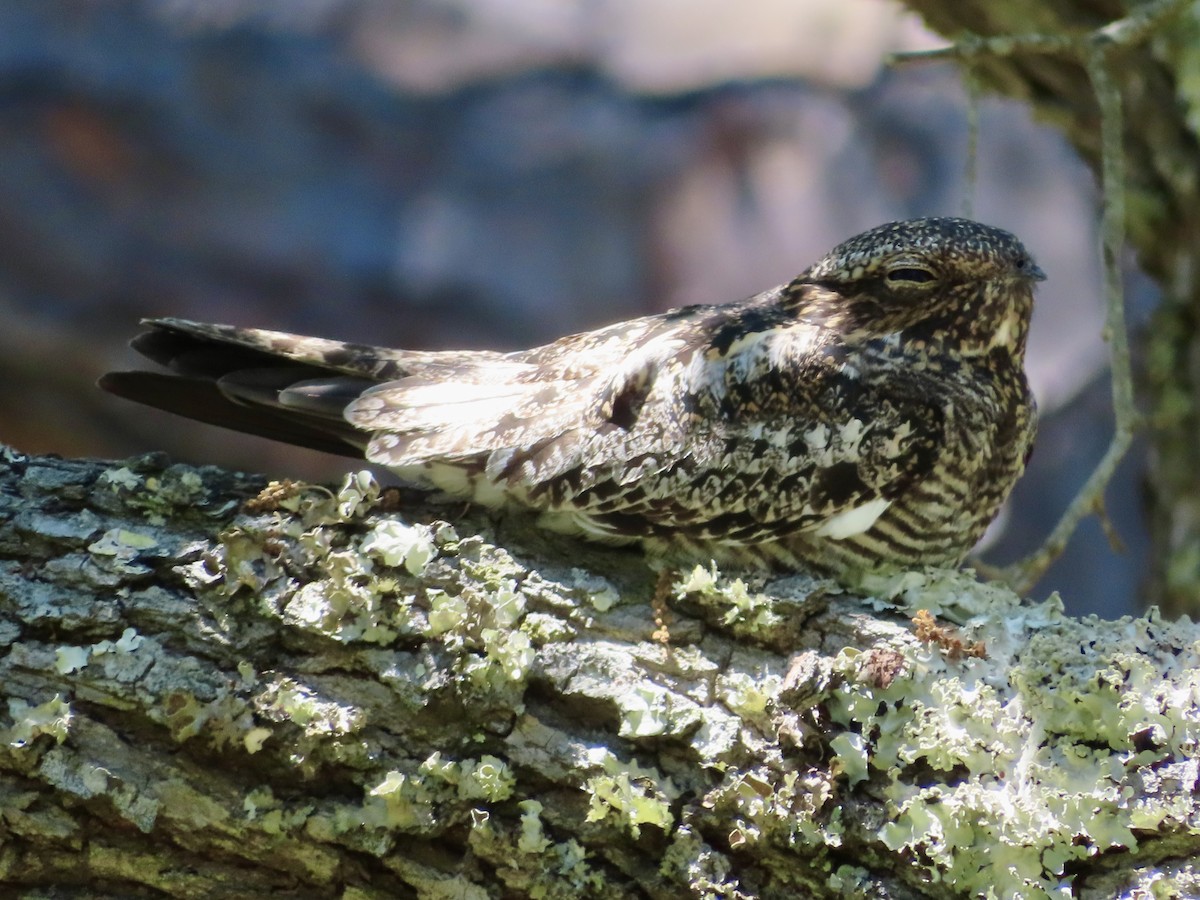 Common Nighthawk - ML617787310