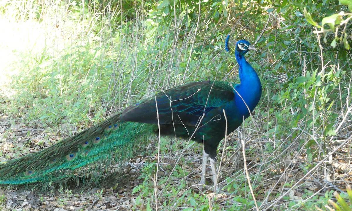 Indian Peafowl - ML617787330