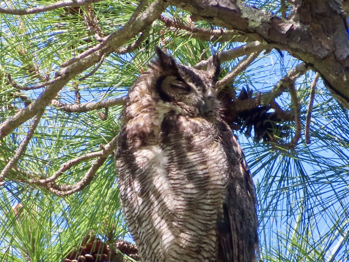 Great Horned Owl - ML617787331