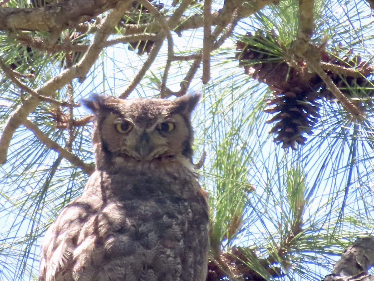 Great Horned Owl - ML617787332